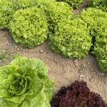 Muhammet ÇİÇEK Profile Picture