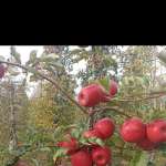 Abdullah Armağan Profile Picture