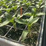 İbrahim Özkan Profile Picture