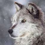 Eren Profile Picture